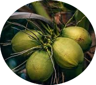 Sucre de fleur de noix de coco - BIO - SANS GLUTEN (250g)